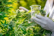 The Future of Tilray: Why Cannabis Reform is a Paradigm Shift for Investors