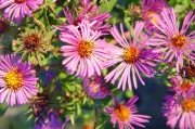 The Aster DEX: What It Is and Why It's Suddenly Everywhere