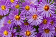 The Aster Phenomenon: The Crypto Surge Explained and Why It's More Than Just Hype