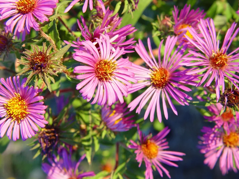 The Aster DEX: What It Is and Why It's Suddenly Everywhere